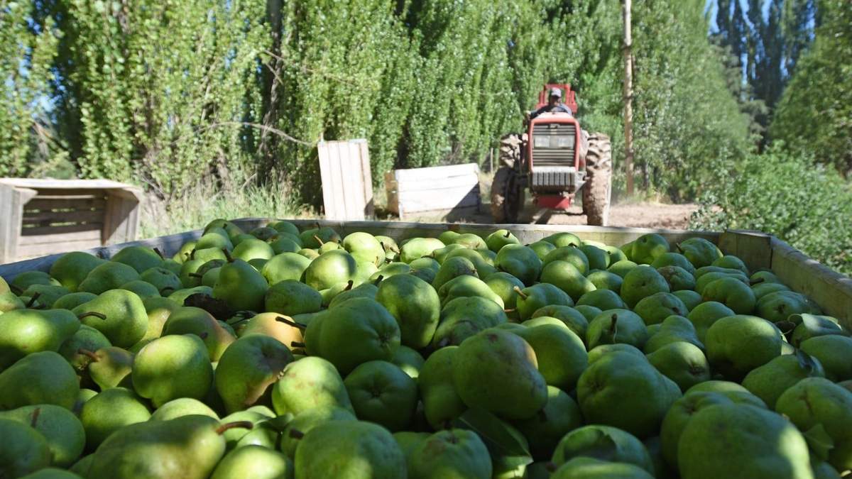 Producción del sector frutícola en Neuquén. Fuente: (Twitter)