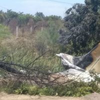 Avioneta cae, rompe cables de luz y se impacta contra árboles en Sinaloa; piloto resulta herido