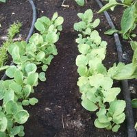 La planta fácil de cultivar que es un tesoro para tu salud y podés incorporar a tus comidas
