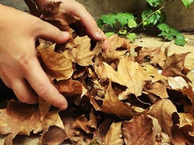 Guardá las hojas de tus plantas y mirá cómo crear estos stickers hermosos para tu termo