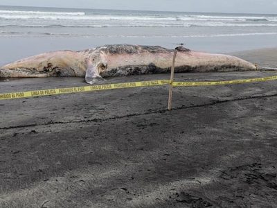 Queda varada otra ballena gris en playa de Ensenada; es la segunda en menos de 15 días
