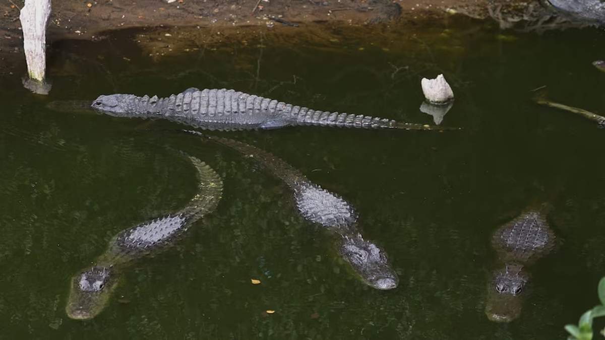 “Alligator Alcatraz”