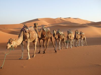 Australia: Francotiradores exterminarán 10.000 camellos salvajes