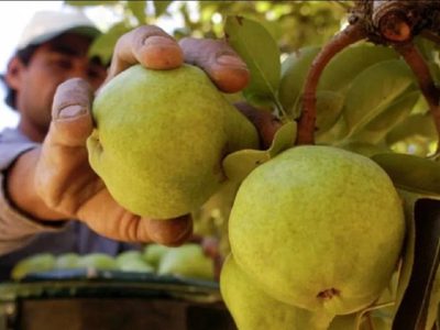 Productores agrícolas de Neuquén podrán acceder a una línea especial de crédito para cosecha