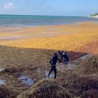Barrera de la Marina no puede contener el intenso arribo de sargazo en Playa del Carmen
