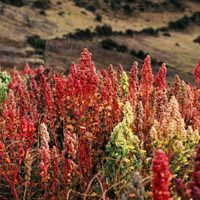 La planta que crece como maleza, pero es uno de los superalimentos más buscados