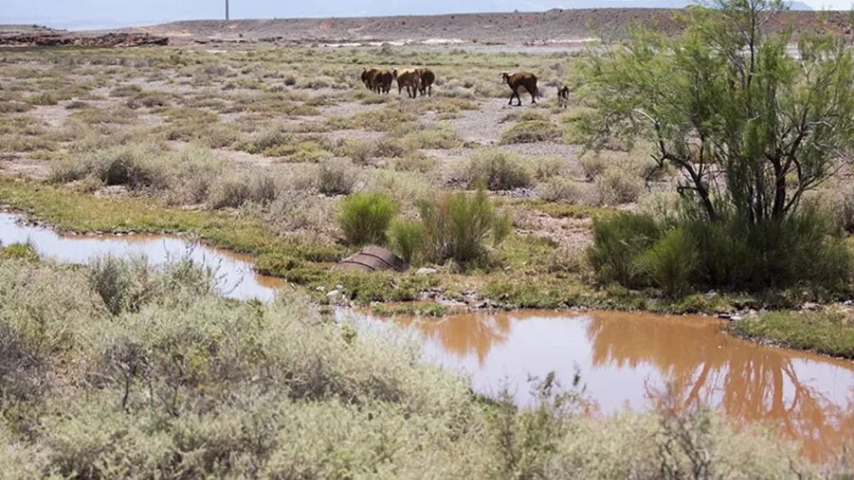 La provincia se encuentra en emergencia ígnea, acompañada de una emergencia hídrica. Fuente: (Gobierno de Neuquén)