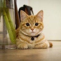 Que no los arruinen: el trucazo para que tu gato deje de trepar a los muebles