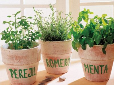 Buena época para cultivar aromáticas