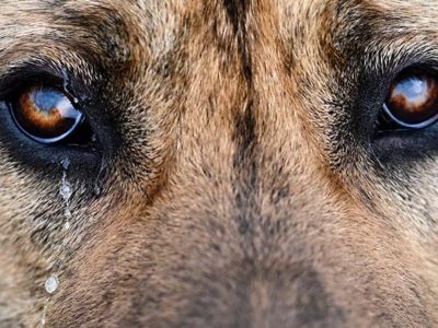 Fiscal de Zapala confirmó entre 10 y 15 casos de envenenamiento de perros en las últimas semanas