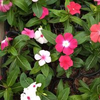 Atención principiantes: la planta que crece en lugares difíciles del jardín, fácil de cuidar y es perfecta para decorar
