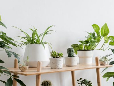 Decoración: plantas en macetas pequeñas son la tendencia de este verano