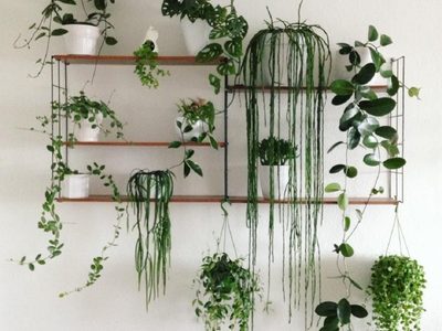 3 plantas colgantes que son muy resistentes y le darán un toque exótico a tu jardín