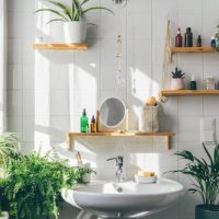 Conocé las plantas que son perfectas para colocar en baños que tienen poca o casi escasa luz