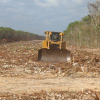Revés al Tren Maya: juez ordena la suspensión definitiva de las obras en el polémico tramo 5