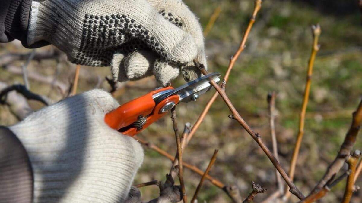 Los chacareros en Cipolletti necesitan mano de obra calificada para realizar los trabajos de poda de frutales. Fuente: (Facebook)