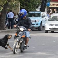 Un perro suelto provocó un accidente en Cutral Co y expuso el incumplimiento de las normas sobre tenencia responsable