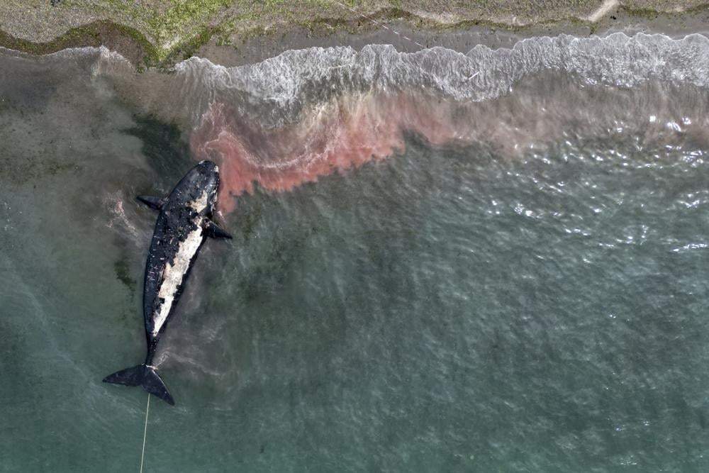 Una ballena muerta es remolcada lejos de la costa cerca de Puerto Madryn, Argentina