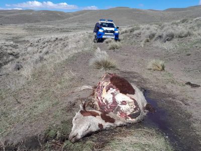 Aumenta la faena clandestina en Neuquén y preocupa a los productores rurales