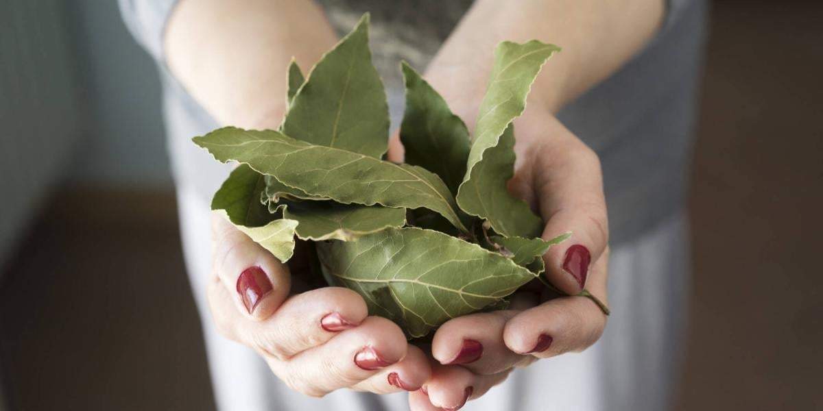 Hojas de Laurel. Fuente: (X)
