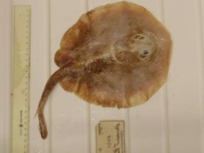 Primera extinción de un pez marino atribuida a la actividad humana