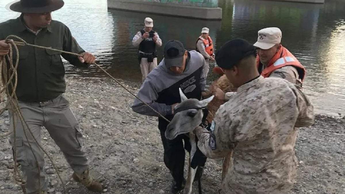 Momento en que el personal de Fauna de Neuquén retira al animal del agua. Fuente: (Gobierno de Neuquén)