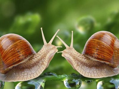 La bebida que tenés en la heladera y que puede acabar con los caracoles en tu jardin