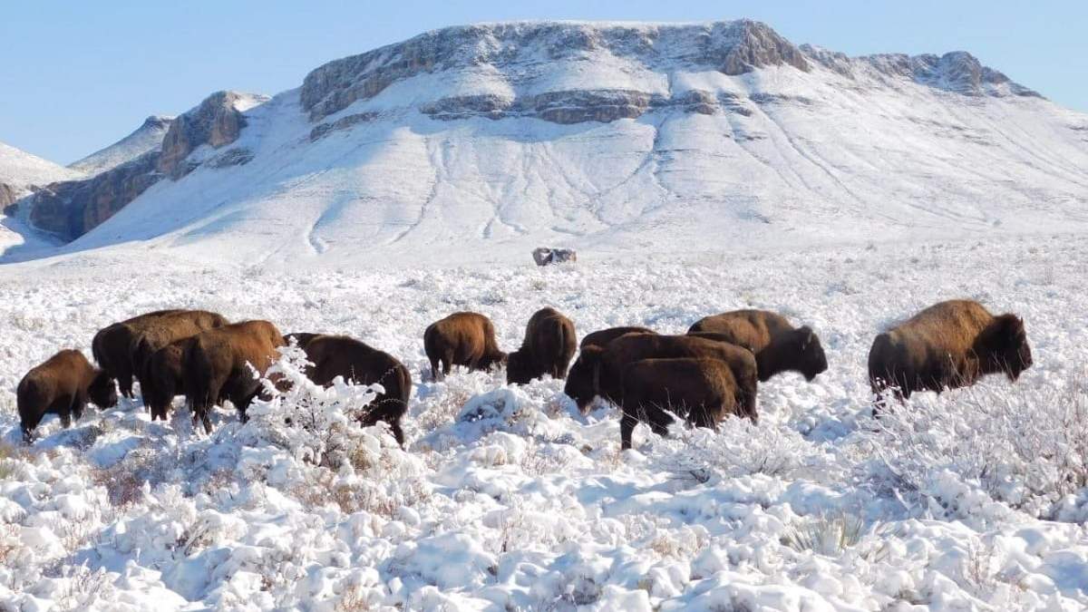 Manada de bisontes americanos