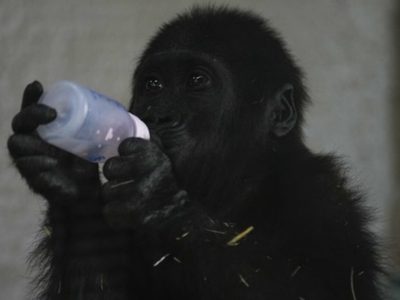 Gorila bebé rescatado de bodega de avión se recupera en zoológico de Estambul