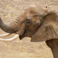 El Centro de Conservación de San Juan de Aragón recibe a la elefanta africana “Gipsy”