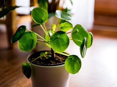 La hermosa planta de moda que sobrevive con pocos cuidados y atrae el dinero a tu hogar