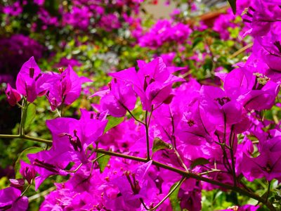 Sin químicos costosos: el truco de los jardineros para que tu Santa Rita regale las flores más hermosas todo el año