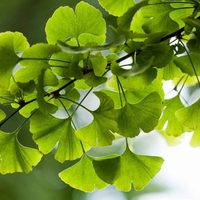 Ginkgo Biloba: la planta más apestosa que vas a querer tener en tu casa