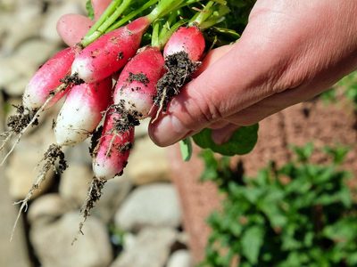 Calendario de siembra: qué necesita tu huerta de otoño