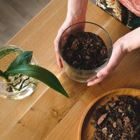 Plantas que atraen el dinero: según el Feng Shui, evita estos lugares en tu hogar para colocarlas