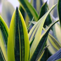 Fama de indestructible: la planta que puede aguantar semanas sin ser regada y que todos quieren