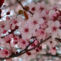 Los árboles que florecen sin hojas antes de terminar el invierno y son perfectos para decorar jardines o veredas