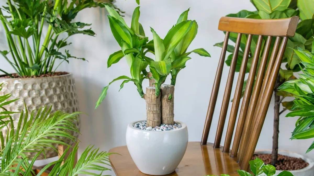 Plantas de interior. Fuente: (Instagram)