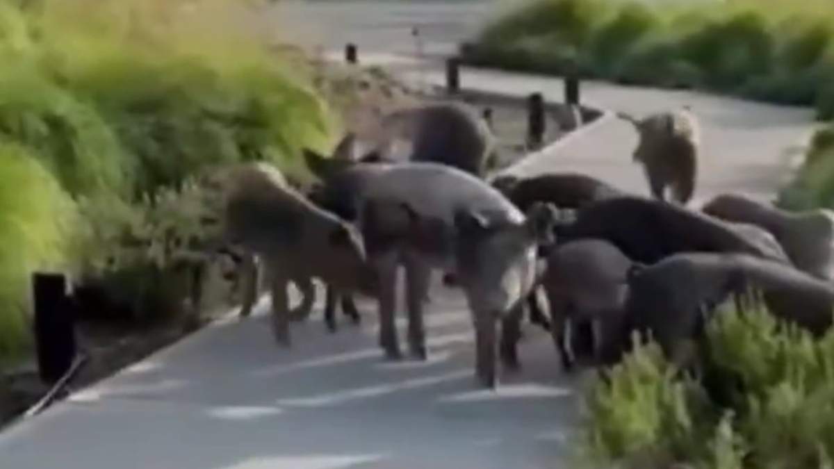 En medio del conflicto por el traslados de carpinchos, apareció una familia de chanchos salvajes