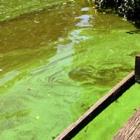 Cómo el cambio climático hace que crezcan algas tóxicas en todo el mundo