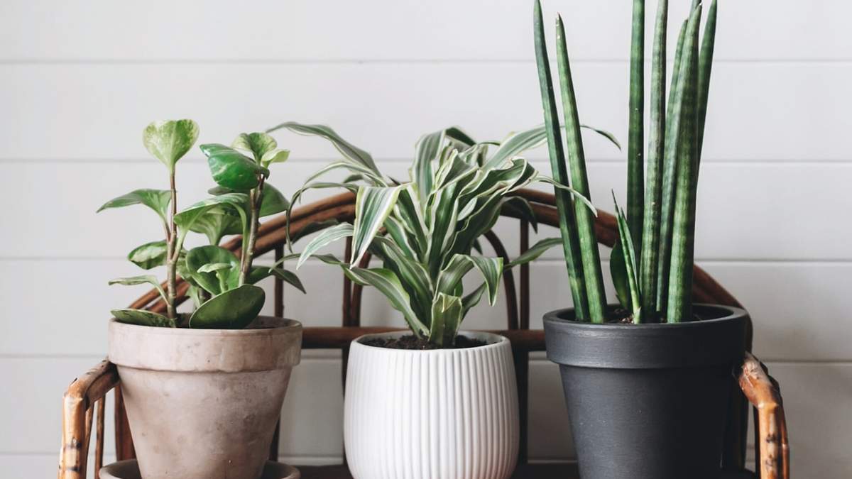 Plantas de interior. Fuente: (Instagram)