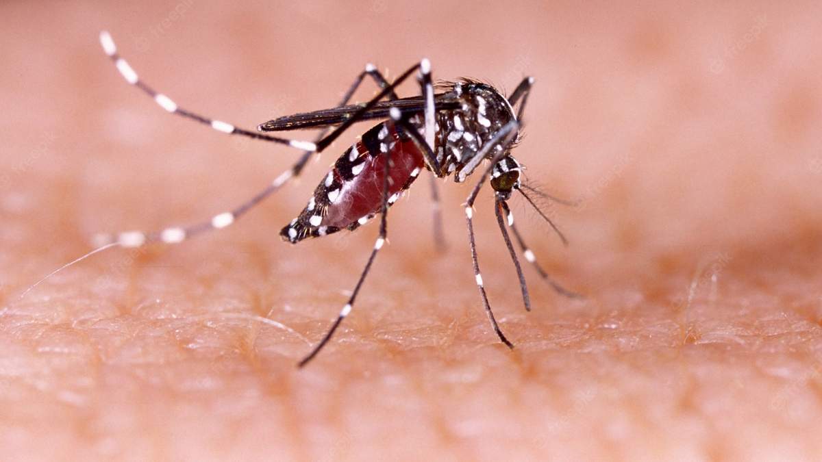 Dengue. Fuente: (Twitter)