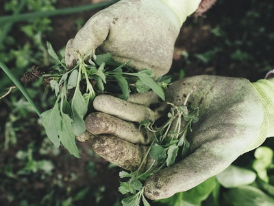 Evitá el crecimiento de malezas en tu jardín con esta técnica efectiva y sin químicos que no falla