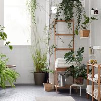 3 plantas que aman la humedad y son perfectas para colocar en el baño