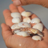 Desempolvá los caracoles de playa que tenés en casa y decorá tus espejos de esta forma tan fantástica, con un toque marino
