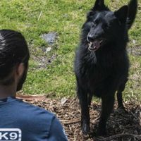 La UNAM participará, por primera vez, en el Campeonato Mundial de Perros de Rescate