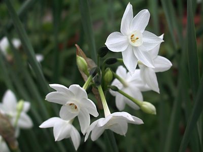 No pierdas tiempo: mirá lo que tenés que hacer con tu planta de narcisos en pleno otoño