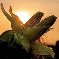 Maíz amarillo y glifosato: Transición agroecológica “envenenada”