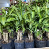 La planta tropical que está en casi todos los hogares y que absorbe sustancias cancerígenas del aire