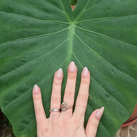 La planta que muchos eligen para decorar su casa pero puede ser peligrosa para tu salud: mirá por qué